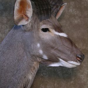 Kudu Shoulder Mount Taxidermy Before