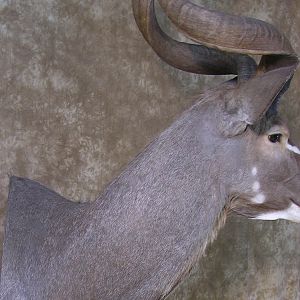 Kudu Shoulder Mount Taxidermy Before