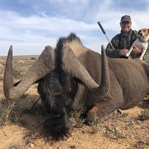 South Africa Hunt Black Wildebeest