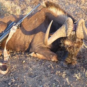 Hunting Black Wildebeest in South Africa