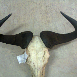 South Africa Hunt Blue Wildebeest