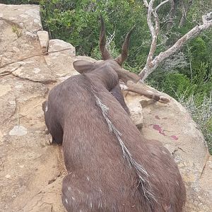 Bushbuck Hunting South Africa