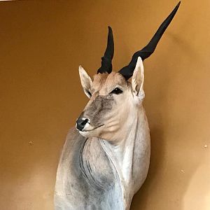 Eland Shoulder Mount Taxidermy