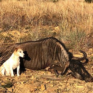 Hunt Blue Wildebeest in South Africa