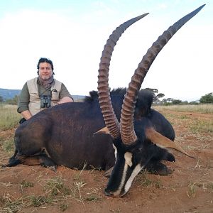 South Africa Hunt Sable Antelope