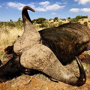 Hunting Cape Buffalo in South Africa