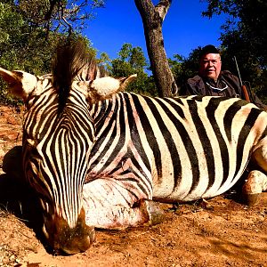 Hunt Burchell's Plain Zebra in South Africa