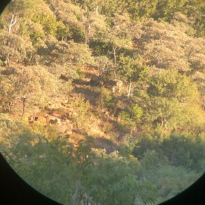 Kudu bull spotted