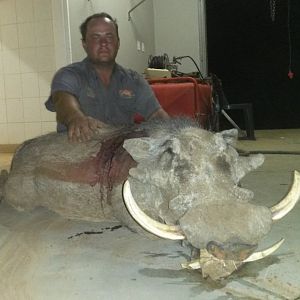 South Africa Hunt Warthog