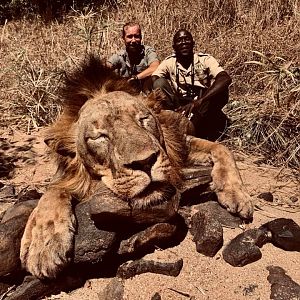 Zambia Hunting Lion
