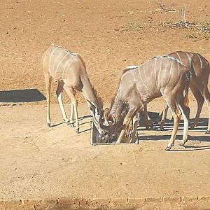 Kudu at watering hole