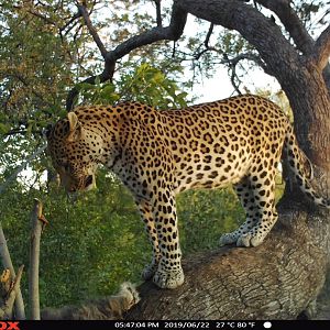 Leopard Trail Cam Pictures Namibia