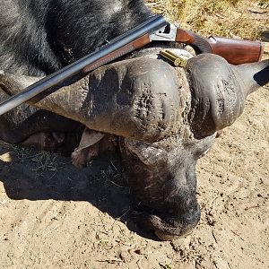 Cape Buffalo Hunt Namibia