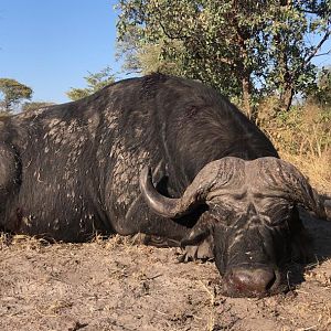 Namibia Hunting Cape Buffalo