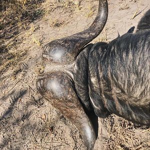 Cape Buffalo Hunting Namibia