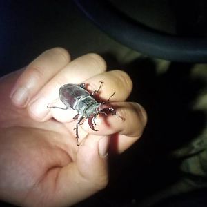 Beetle Hungary