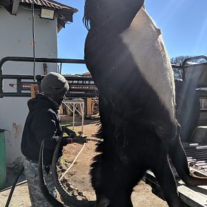 South Africa Hunting Sable Antelope