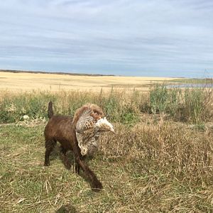 Canada Hunting partridge