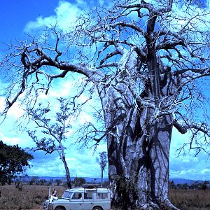 Huge Boabab Tree