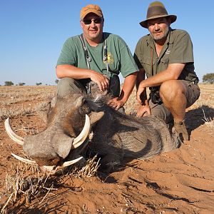 Warthog Hunt Namibia