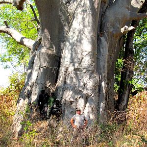 Massive baobab in Nyaminga Zambia