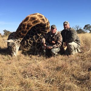 Hunt Giraffe in South Africa