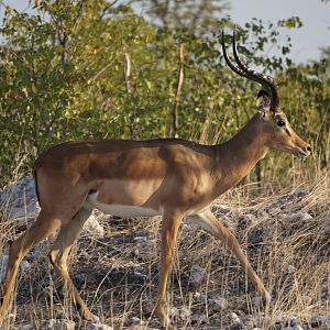 Impala Etosha National Park Namibia