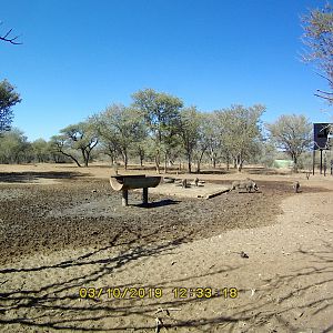 Warthog Trail Cam Pictures South Africa