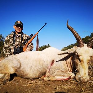 South Africa Hunting White Blesbok