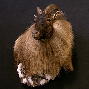 Tahr Shoulder Mount Taxidermy