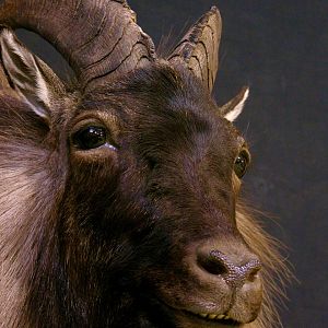 Tahr Shoulder Mount Taxidermy