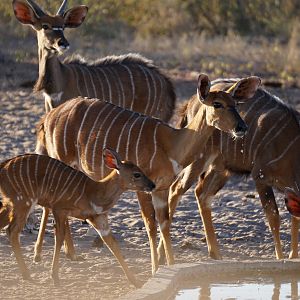 Nyala Females & Youngsters