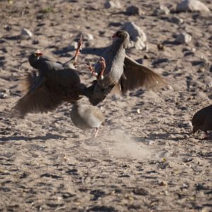 Belligerent Red-necked Spurfowls Namibia