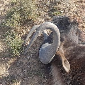 South Africa Hunting Black Wildebeest