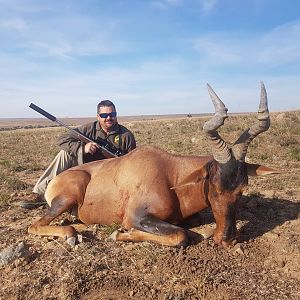 Red Hartebeest Hunt South Africa