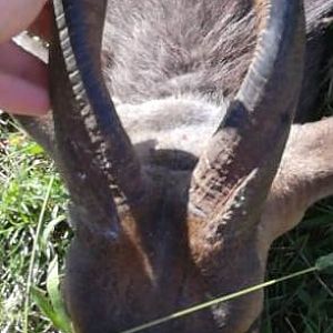 Bushbuck. RSA Eastern Cape. 2019.