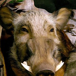 Bushpig/Warthog Combo Shoulder Mount Wall Piece Taxidermy