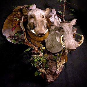 Bushpig/Warthog Combo Shoulder Mount Wall Piece Taxidermy