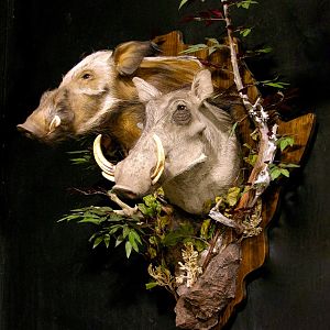 Bushpig/Warthog Combo Shoulder Mount Wall Piece Taxidermy