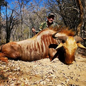 South Africa Hunt Golden Wildebeest