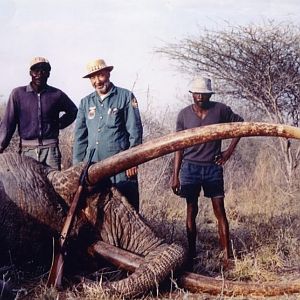 100 Pounder Elephant Hunt in Kenya
