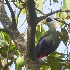 White Crested Touraco in Cameroon