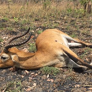 Kob Hunt Cameroon