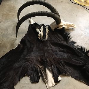 Sable Antelope Cape & Skull