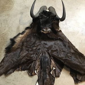 Black Wildebeest Cape & Skull