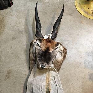 Eland Cape & Skull