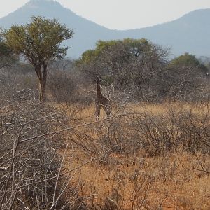 Giraffe Limpopo South Africa