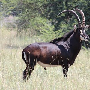 Sable Antelope South Africa