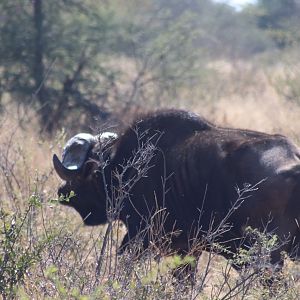 Cape Buffalo South Africa