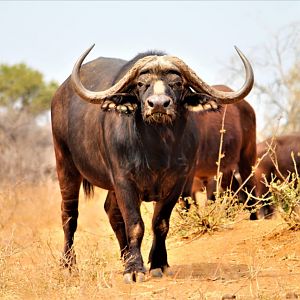 Cape Buffalo South Africa